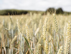 命中率高，球队攻防互补：打造稳定胜利之道